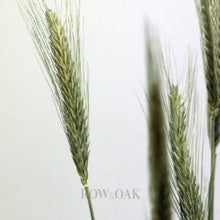 Load image into Gallery viewer, Dried Wheat Stems - Row & Oak