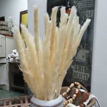 Load image into Gallery viewer, Dwarf Pampas Grass Stems - Natural - Row & Oak