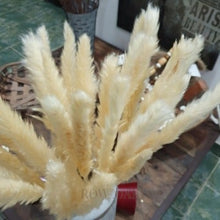 Load image into Gallery viewer, Dwarf Pampas Grass Stems - Natural - Row & Oak
