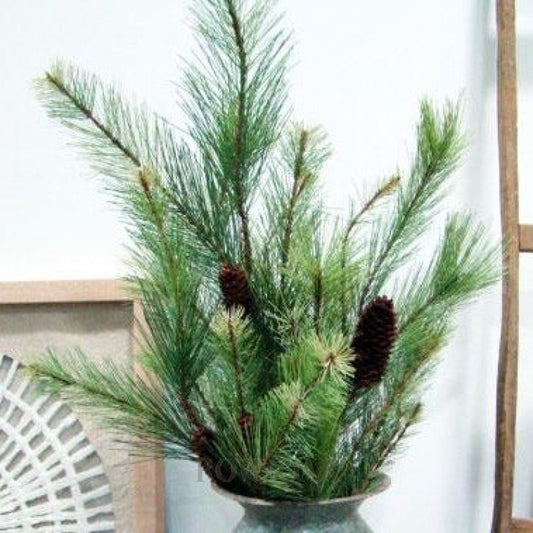 Pine Branches With Small Cones