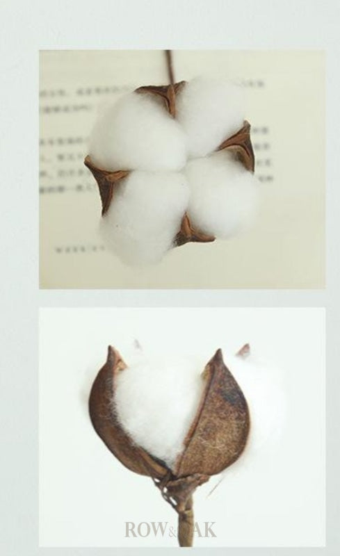 Single Natural Cotton Boll With Long Stem