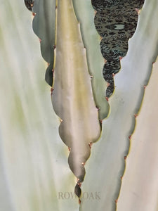 Aloe Stems