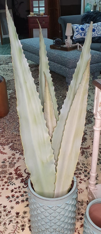 Aloe Stems