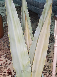 Aloe Stems