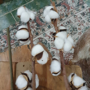 Cotton Stems - Extra Long With Thick Stems