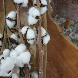 Cotton Stems - Extra Long With Thick Stems