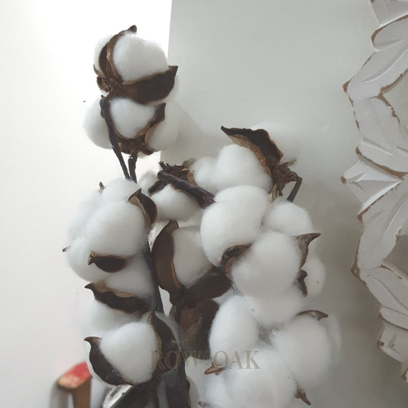 Cotton Stems - Thin Stem With Multiple Tufts