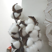 Load image into Gallery viewer, Cotton Stems - Thin Stem With Multiple Tufts