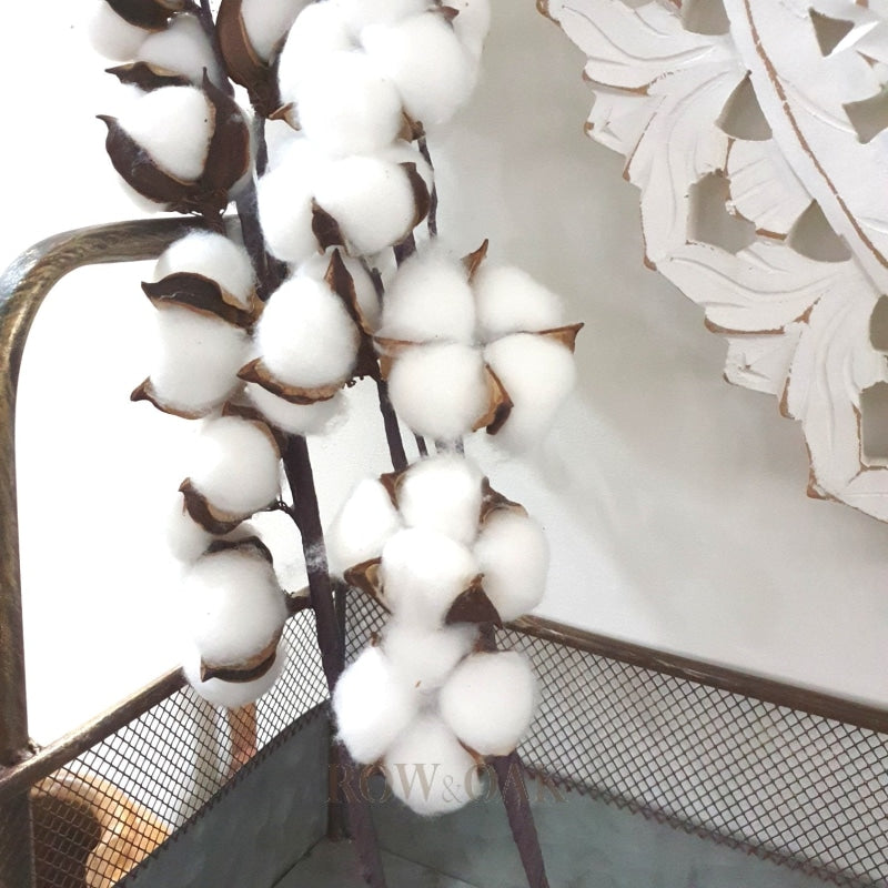 Cotton Stems - Thin Stem With Multiple Tufts