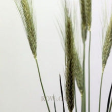 Load image into Gallery viewer, Dried Wheat Stems - Row &amp; Oak