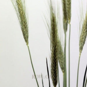 Dried Wheat Stems - Row & Oak