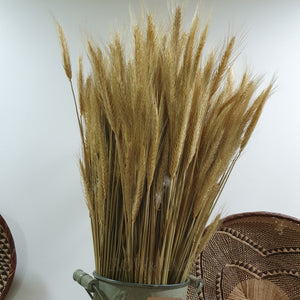 Dried Wheat Stems