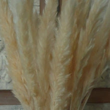 Load image into Gallery viewer, Dwarf Pampas Grass Stems - Natural - Row &amp; Oak