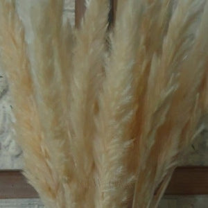 Dwarf Pampas Grass Stems - Natural - Row & Oak