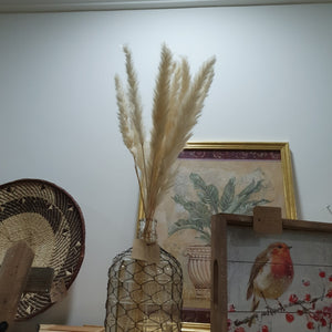 Dwarf Pampas Grass Stems - Natural