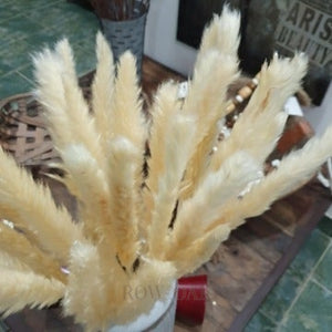 Dwarf Pampas Grass Stems - Natural - Row & Oak