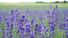 Load image into Gallery viewer, Lavender