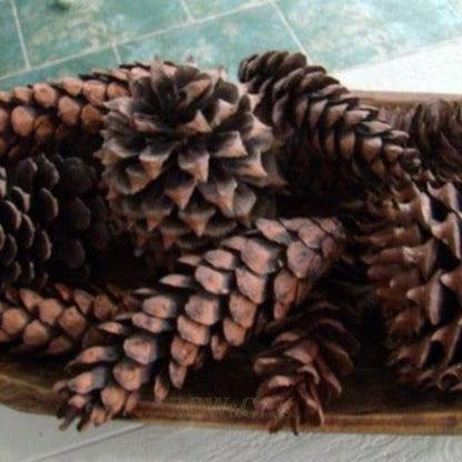 North Carolina Pine Cones