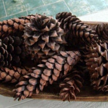 Load image into Gallery viewer, North Carolina Pine Cones