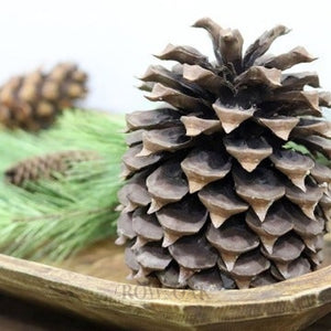 North Carolina Pine Cones