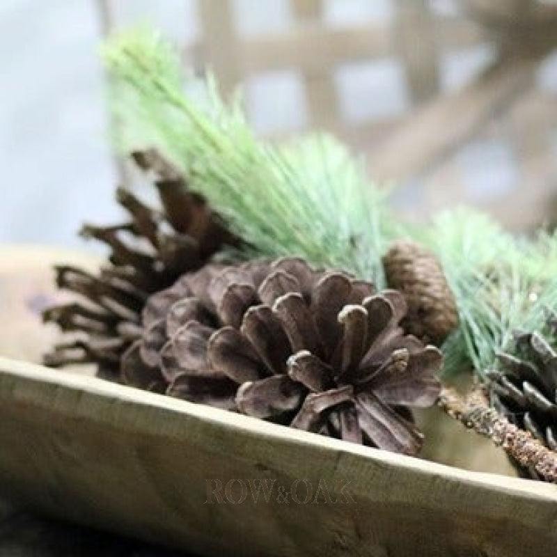 North Carolina Pine Cones