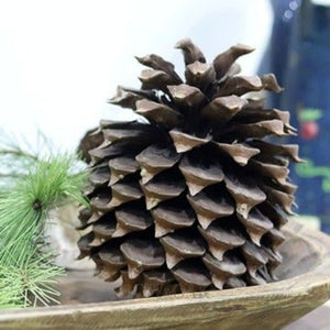 North Carolina Pine Cones