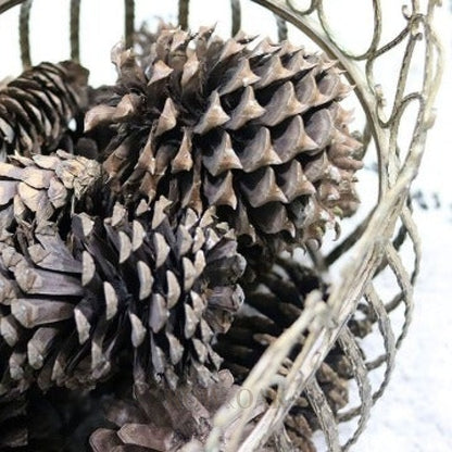 North Carolina Pine Cones