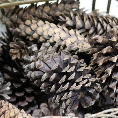 North Carolina Pine Cones