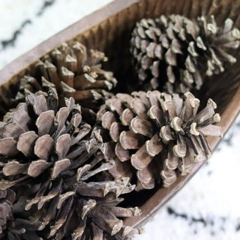 North Carolina Pine Cones