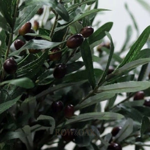 Olive Stems