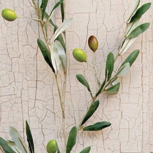 Olive Stems