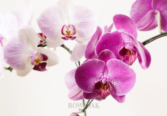 Orchid