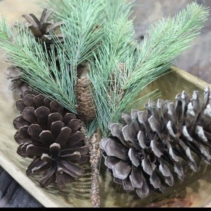 Pine Branches With Small Cones