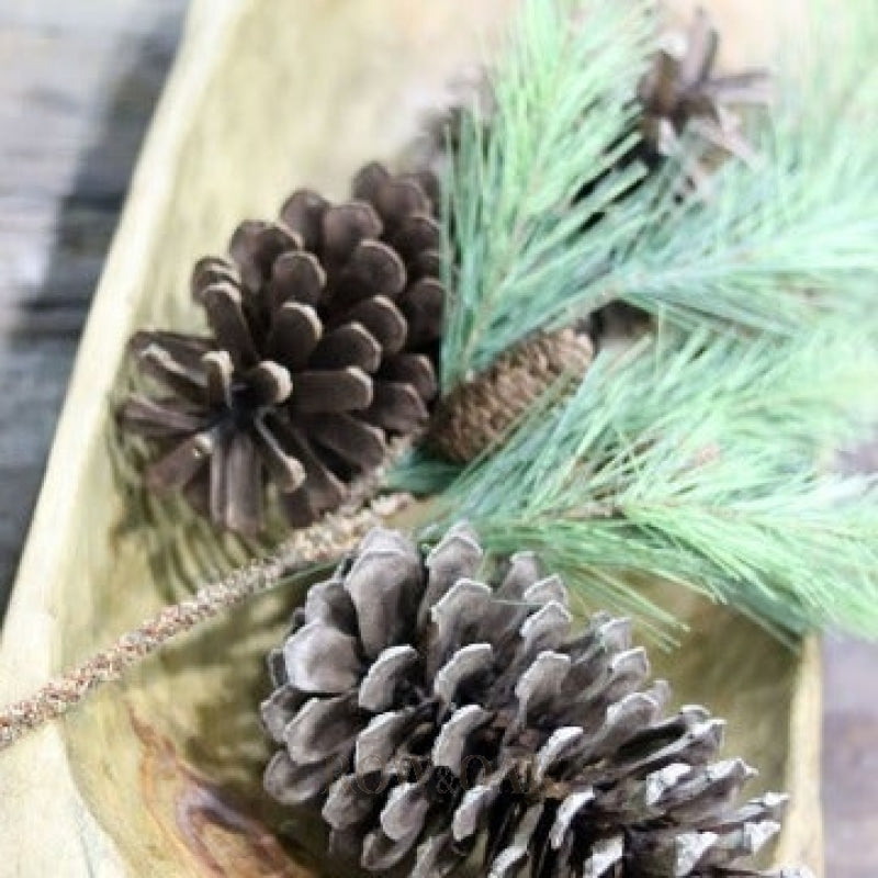 Pine Branches With Small Cones