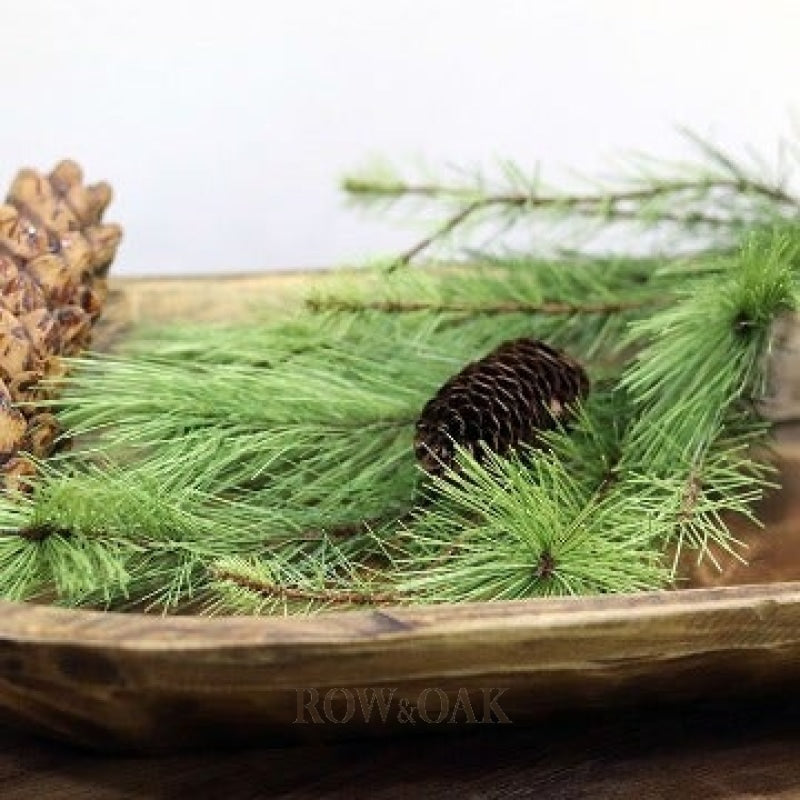 Pine Branches With Small Cones