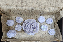 Load image into Gallery viewer, Gift Box of Floral Wax Melts