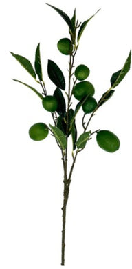 Lime Stem