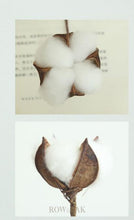 Load image into Gallery viewer, Single Natural Cotton Boll With Long Stem