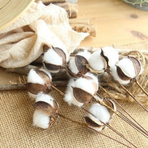 Single Natural Cotton Boll With Long Stem