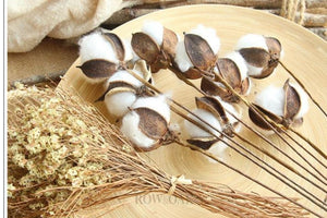 Single Natural Cotton Boll With Long Stem