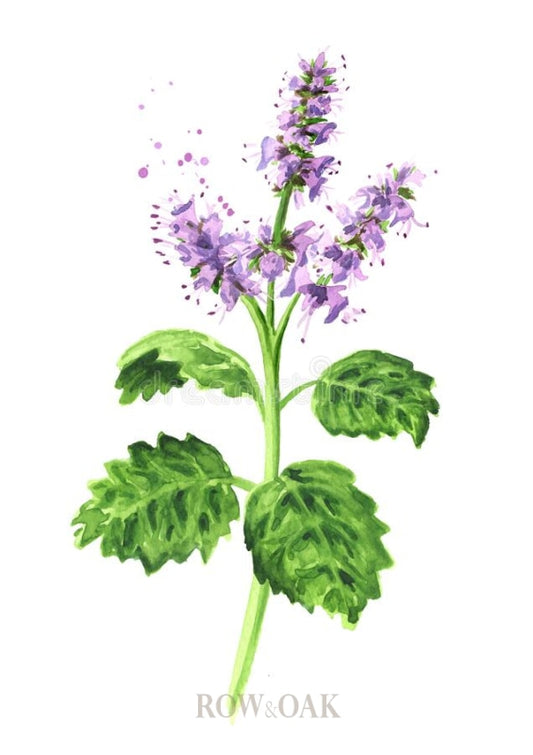 Violet Patchouli